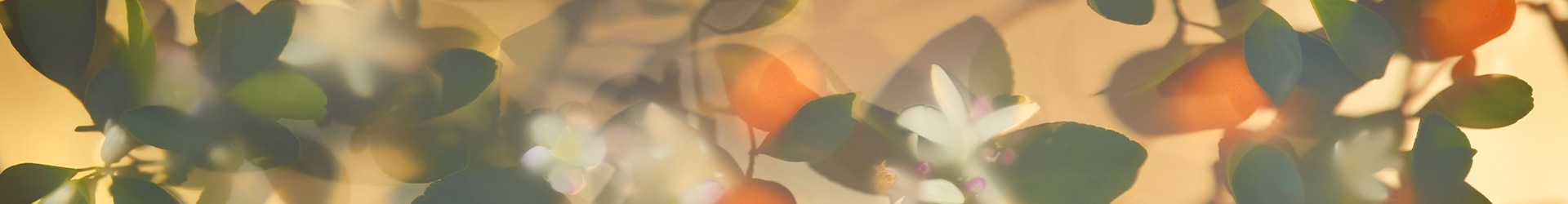 オレンジ ブロッサム 香り コレクション | ジョー マローン ロンドン